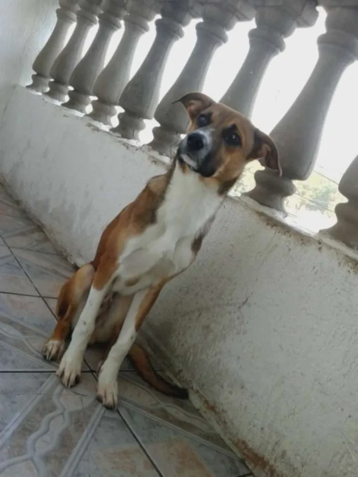 Cachorro raça ND idade 2 a 6 meses nome ZORCKY
