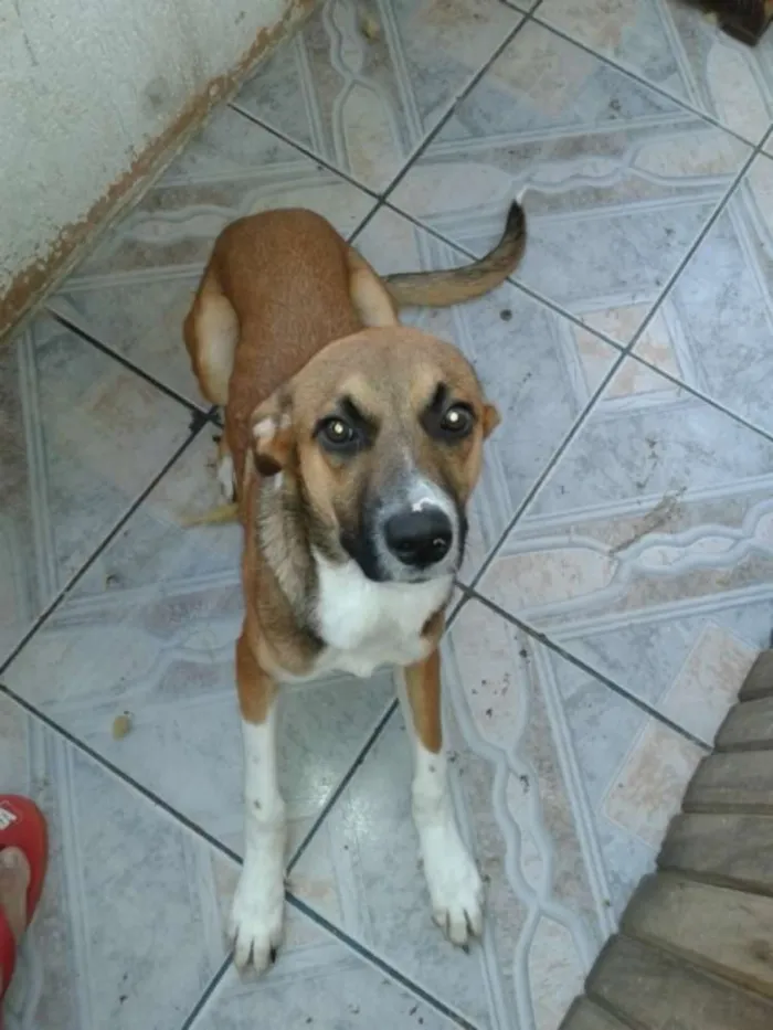 Cachorro raça ND idade 2 a 6 meses nome ZORCKY