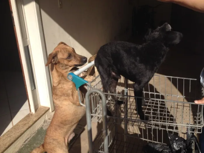 Cachorro ra a Vira lata  idade 6 ou mais anos nome Tizil