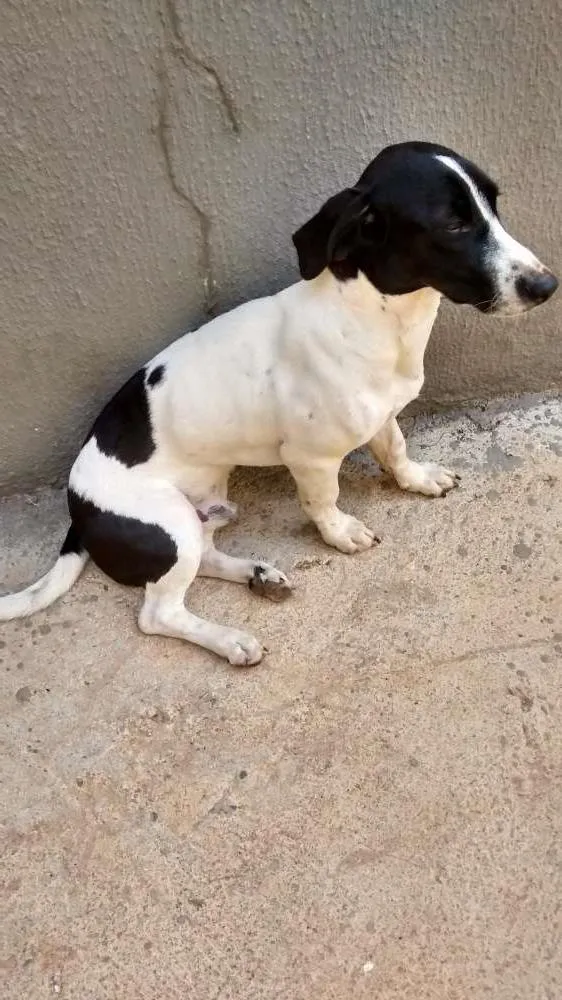 Cachorro ra a Srd idade 7 a 11 meses nome Bolt