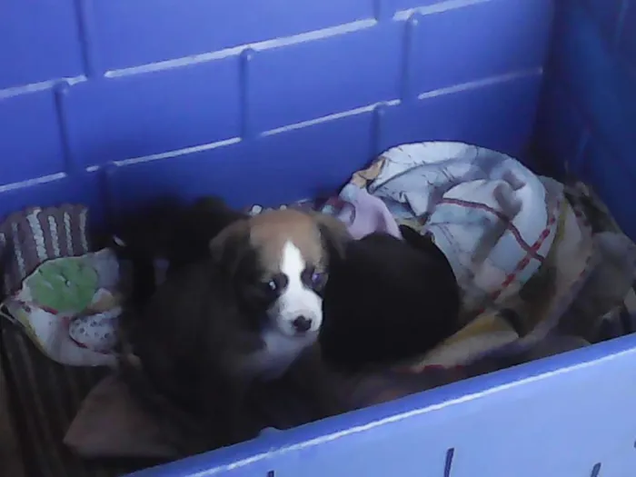 Cachorro ra a Vira lata idade Abaixo de 2 meses nome Sem nome