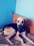 Belinha