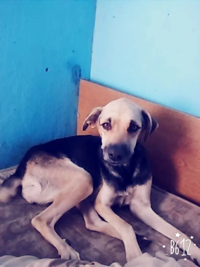 Cachorro ra a Não definida idade 2 anos nome Belinha