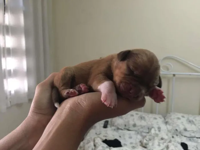 Cachorro ra a SRD idade Abaixo de 2 meses nome Filhotes