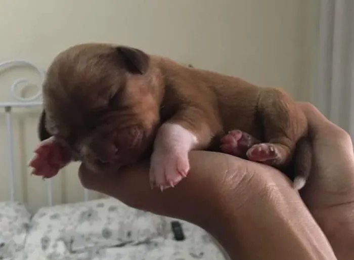 Cachorro ra a SRD idade Abaixo de 2 meses nome Filhotes