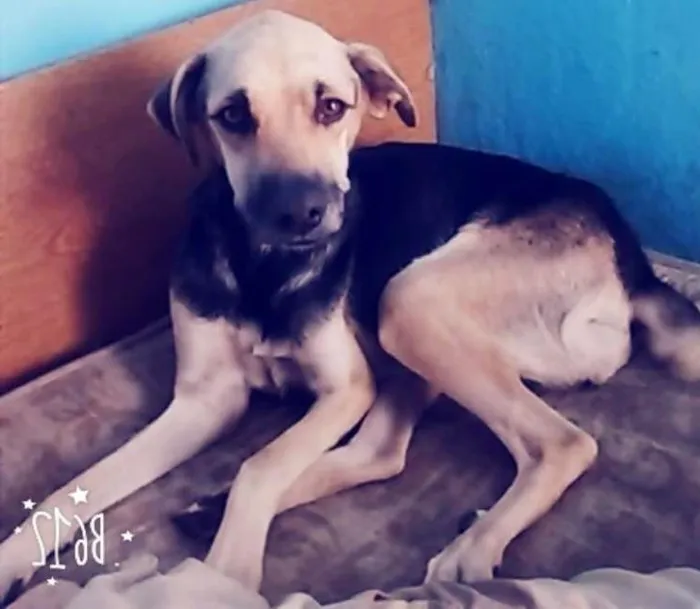Cachorro ra a Não definida idade 2 anos nome Belinha