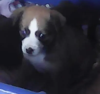 Cachorro ra a Vira lata idade Abaixo de 2 meses nome Sem nome