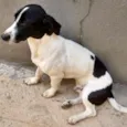 Bolt