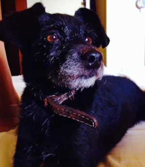 Cachorro raça Vira lata  idade 6 ou mais anos nome Tizil