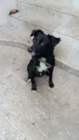 Cachorro raça Desconhecida idade 1 ano nome Costelinha