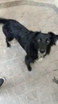 Cachorro raça Desconhecida idade 1 ano nome Costelinha