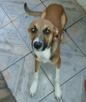 Cachorro raça ND idade 2 a 6 meses nome ZORCKY