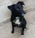 Cachorro raça Desconhecida idade 1 ano nome Costelinha