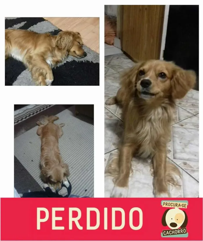 Cachorro ra a RND idade 2 anos nome ZEUS GRATIFICA