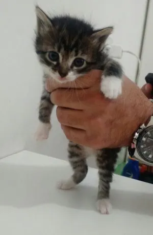 Gato raça Indefinida idade Abaixo de 2 meses nome Filhote