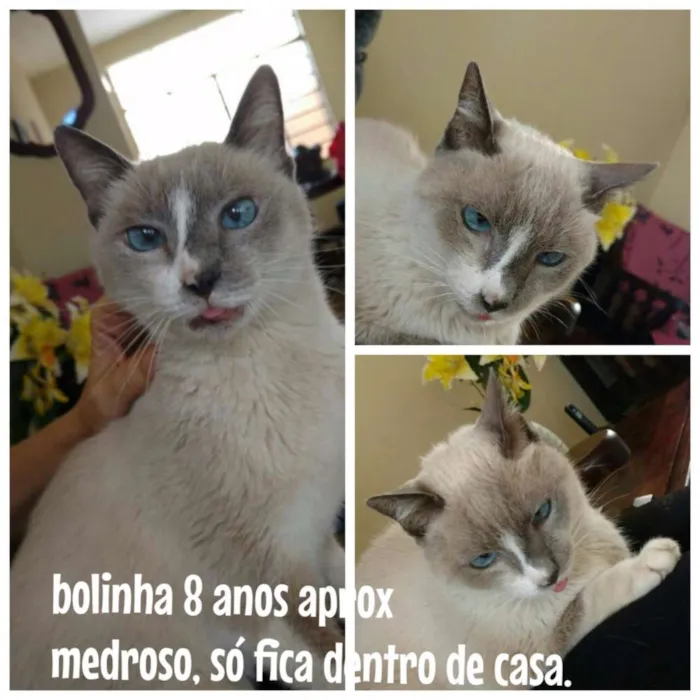 Gato ra a  idade 6 ou mais anos nome Bolinha