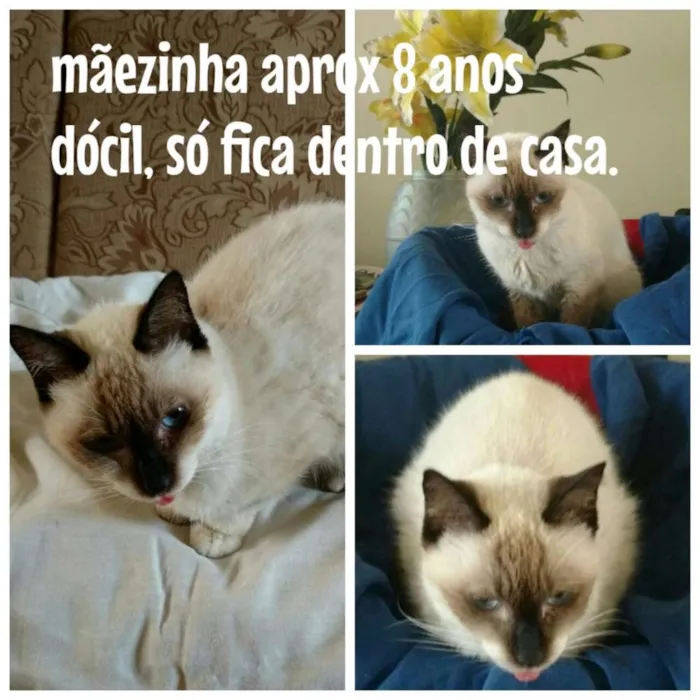 Gato ra a  idade 6 ou mais anos nome Mãezinha