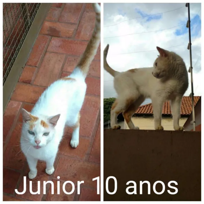 Gato ra a idade 6 ou mais anos nome Júnior