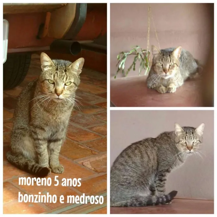Gato ra a  idade 5 anos nome Moreno