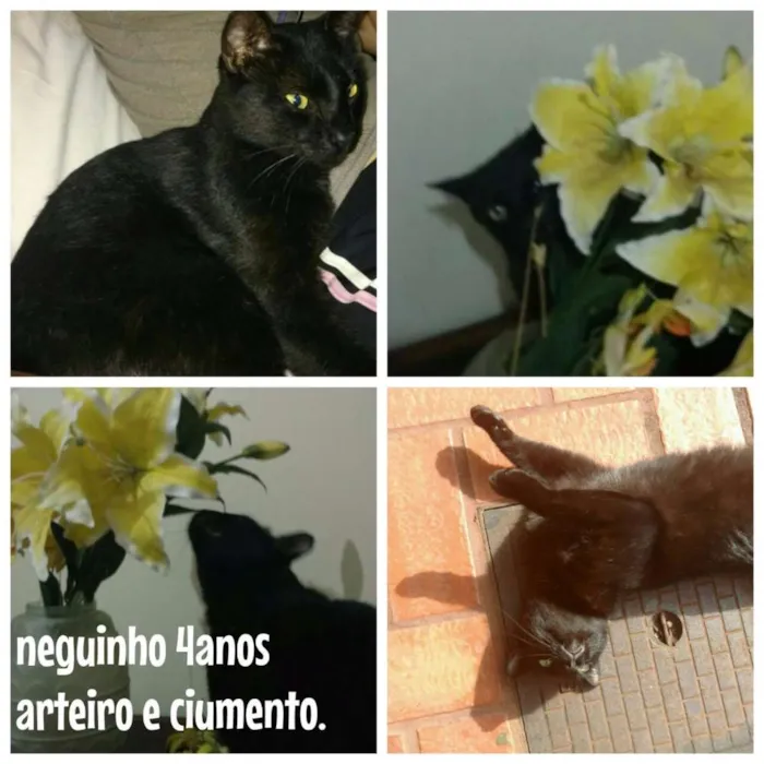 Gato ra a  idade 4 anos nome Neguinho