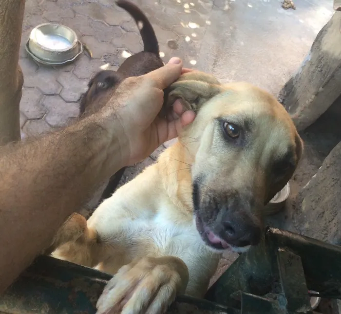Cachorro ra a SRD idade 1 ano nome Amy