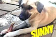 Sunny