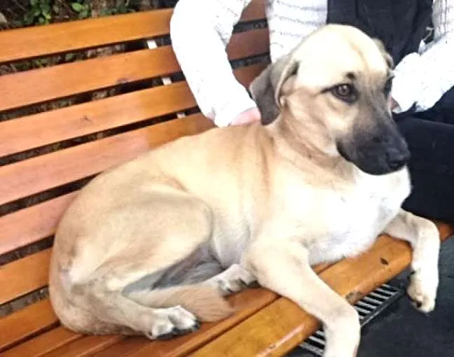 Cachorro ra a SRD idade 1 ano nome Sunny