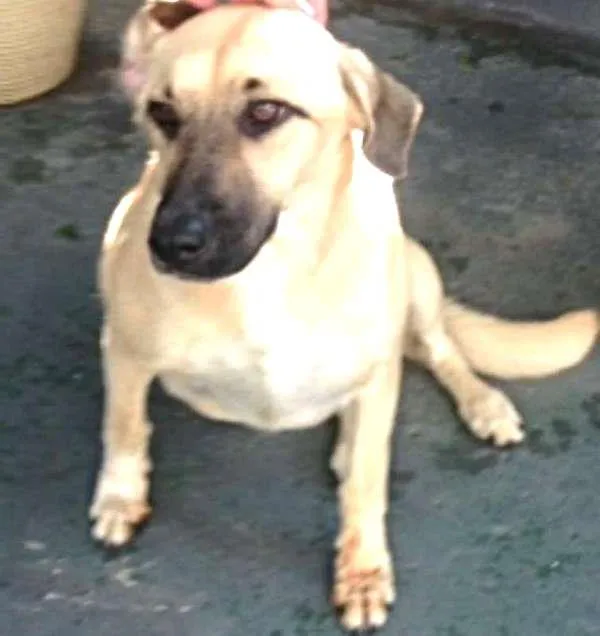Cachorro ra a SRD idade 1 ano nome Sunny