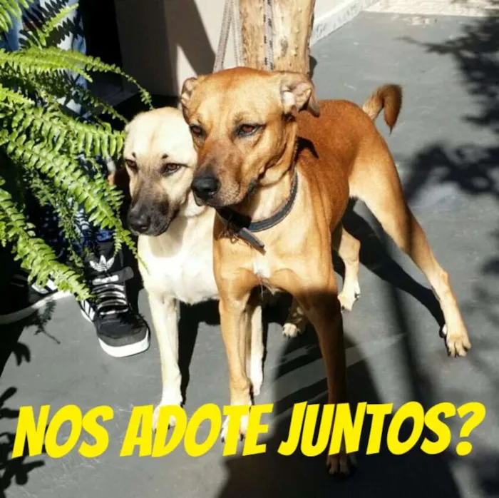 Cachorro ra a SRD idade 1 ano nome Sunny
