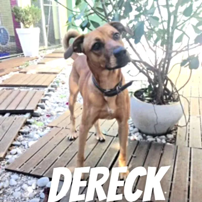 Cachorro ra a SRD idade 1 ano nome Dereck