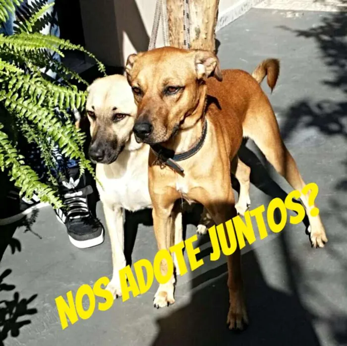 Cachorro ra a SRD idade 1 ano nome Dereck