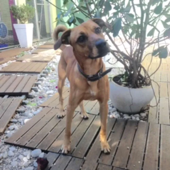 Cachorro ra a SRD idade 1 ano nome Dereck