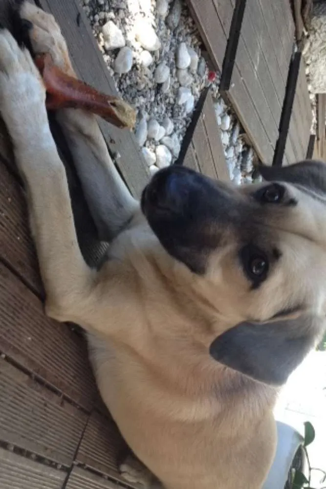 Cachorro ra a SRD idade 1 ano nome Sunny