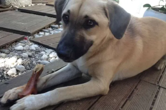 Cachorro ra a SRD idade 1 ano nome Sunny