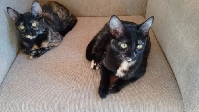 Gato ra a SRD idade 2 a 6 meses nome Mimi e Bombom 