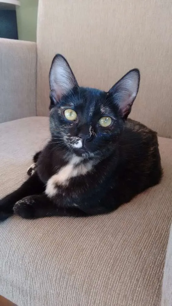 Gato ra a SRD idade 2 a 6 meses nome Mimi e Bombom 
