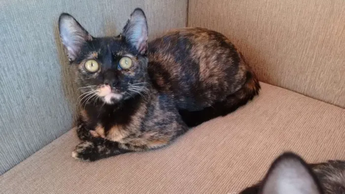 Gato ra a SRD idade 2 a 6 meses nome Mimi e Bombom 
