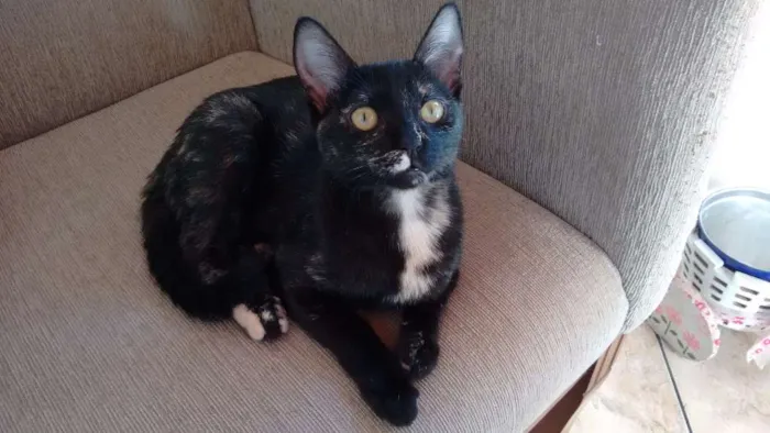 Gato ra a SRD idade 2 a 6 meses nome Mimi e Bombom 