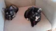Mimi e Bombom