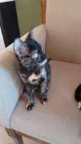 Mimi e Bombom