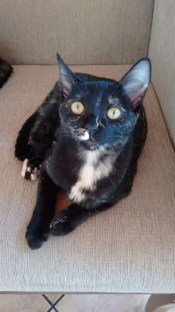 Gato ra a SRD idade 2 a 6 meses nome Mimi e Bombom 