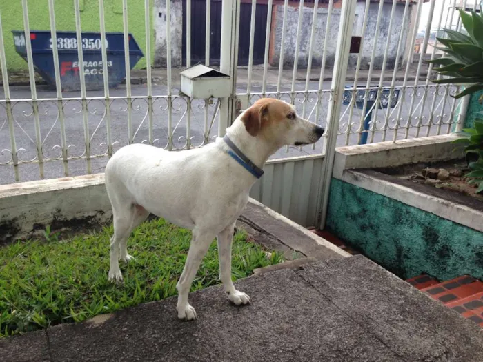 Cachorro raça VIRALATA idade 6 ou mais anos nome Vitória