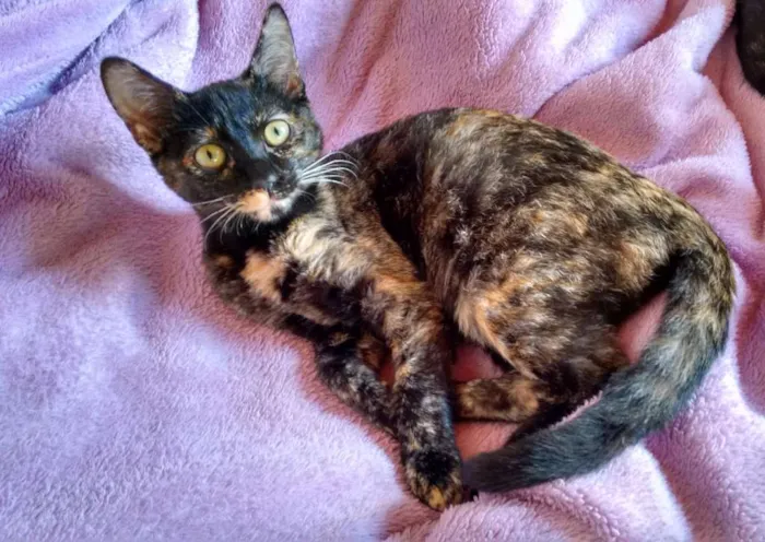 Gato ra a SRD idade 2 a 6 meses nome Mimi e Bombom 