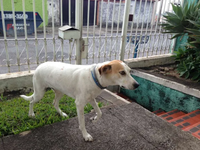 Cachorro raça VIRALATA idade 6 ou mais anos nome Vitória