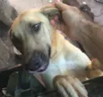 Amy