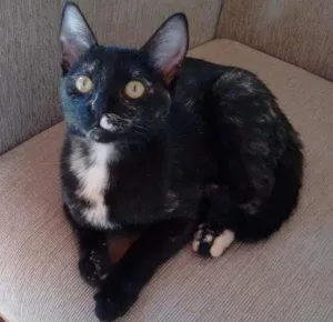 Gato raça SRD idade 2 a 6 meses nome Mimi e Bombom 