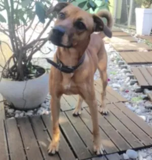 Cachorro raça SRD idade 1 ano nome Dereck