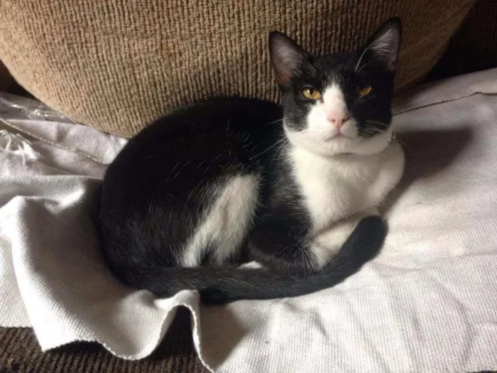 Gato ra a SRD idade 1 ano nome Frajola
