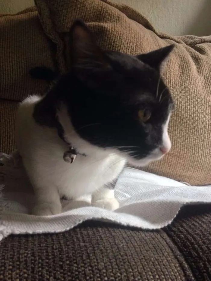 Gato ra a SRD idade 1 ano nome Frajola