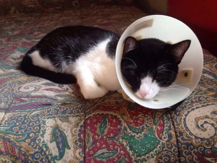 Gato ra a SRD idade 1 ano nome Frajola